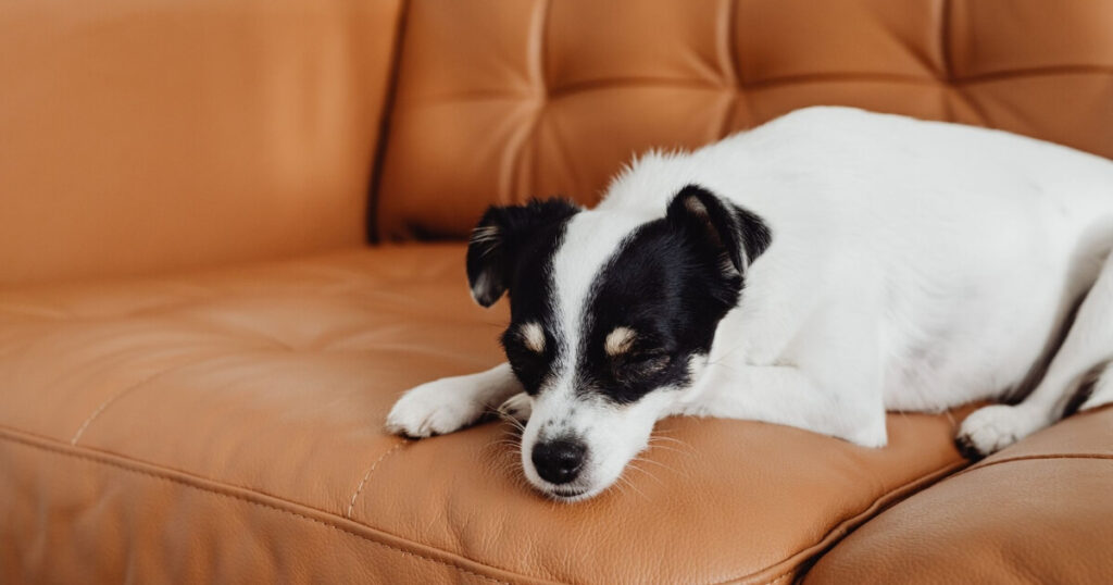 A Jack Russell Terrier dog asleep on a brown leather couch