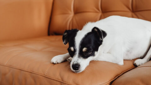A Jack Russell Terrier dog asleep on a brown leather couch