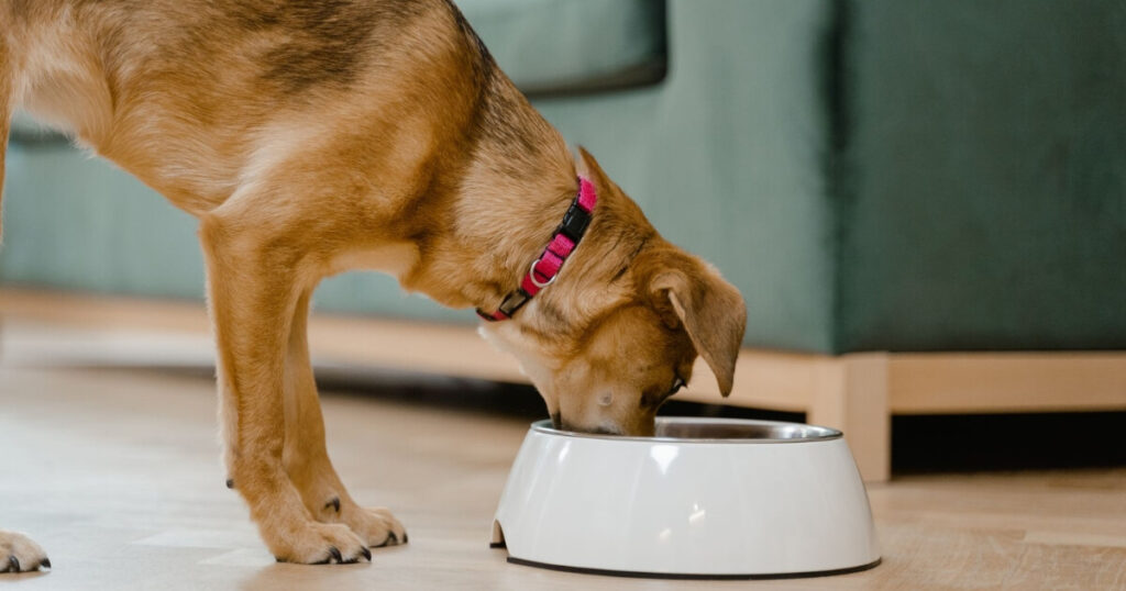 A domestic dog wearing a pink collar eats from a white bowl inside a home