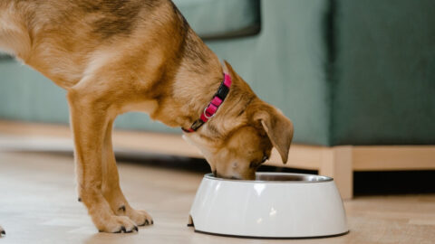 A domestic dog wearing a pink collar eats from a white bowl inside a home