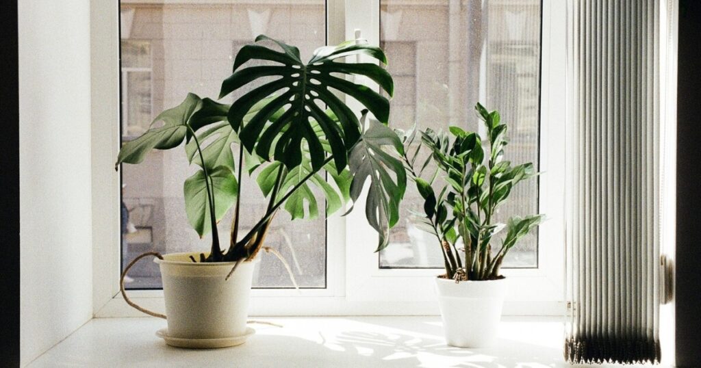 A sunny windowsill with potted Monstera and houseplant, creating a natural indoor ambiance